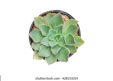 Top View Of Small Cactus Plant Isolated With Clipping Path