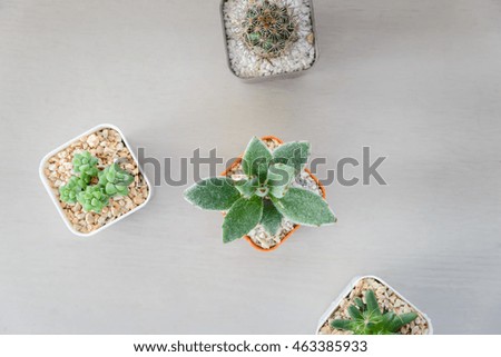 Top view of small cactus plant in flowerpot on wooden table