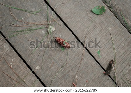 Top view of a small fallen pine cone and pine needles scattered on a rustic wooden plank boardwalk.