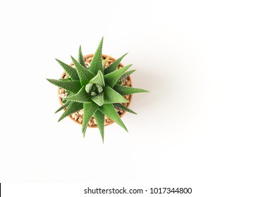 Top View Small Green Cactus Plant In Pot Isolated On White Desk Background With Copy Space.