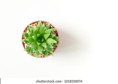 Top View Small Green Cactus Plant In Pot Isolated On White Desk Background With Copy Space.