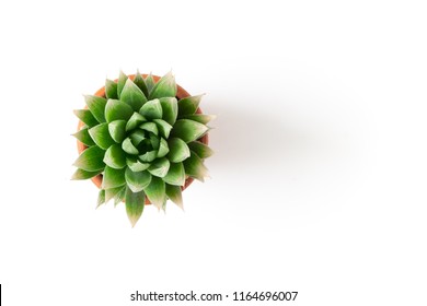 Top View Small Green Cactus Plant In Pot Isolated On White Desk Background With Copy Space.