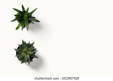 Top View Small Green Cactus Plant In Pot Isolated On White Desk Background With Copy Space.