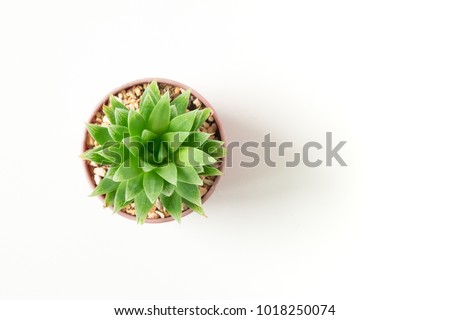 Top view small green cactus plant in pot isolated on white desk background with copy space.
