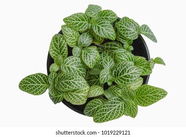 Top View Of Small Plant Pot On White Background,isolated.