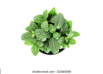 Top View Of Small Plant Pot On White Background.