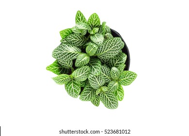 Top View Of Small Plant Pot On White Background.