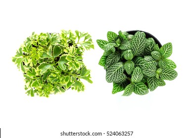 Top View Of Small Plant Pot On White Background.