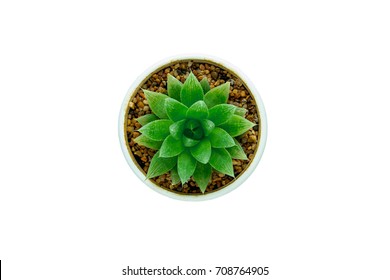 Top View Of Small Plant Pot On White Background.