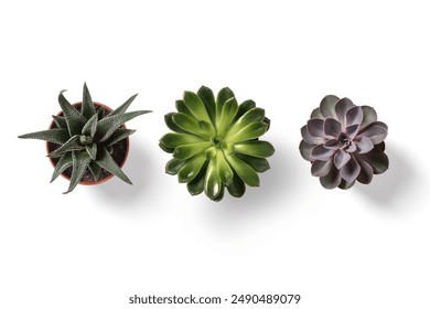 Top view of small potted cactus succulent plant isolated on a white background. High resolution.  - Powered by Shutterstock