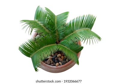 Top View Of Small Sago Palm Is Growing In Pot Isolated On White Background.