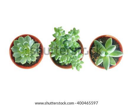 Top view of small three pot isolated