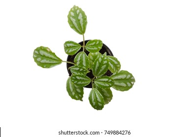 1,582 Ginseng top view Images, Stock Photos & Vectors | Shutterstock