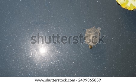 top view of small turtle swimming in a pod