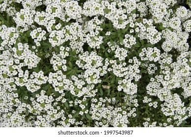 73,536 Spread Flowers Images, Stock Photos & Vectors | Shutterstock