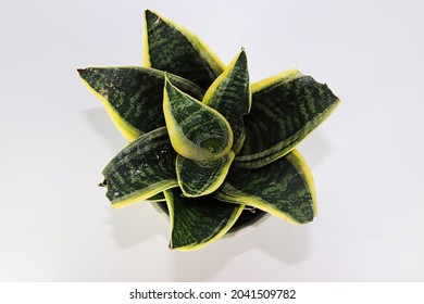 Top View Of A Snake Plant Against A White Background