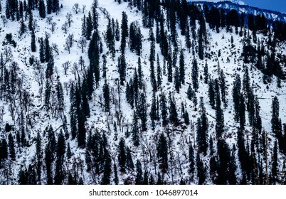 Top View Of The Snow Covered Tress Near Manali,India