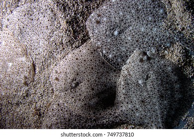 Top View Of Sole Fish In The Aquarium Of Montecarlo