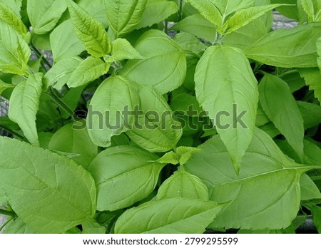 Top view of some verdure Jerusalem artichoke plants.