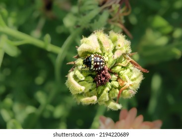 Top View Of Southern Green Stink Bug On Calendula Flower. 3th Instar Stage Or Nymph From Southern Green Shield Bug Or Nezara Viridula. Invasive Pests In Garden. Stunning Markings. Selective Focus.