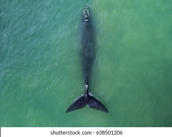 Top View Of Southern Right Whales In Hermanus, Cape Town South Africa