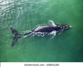 Top View Of Southern Right Whales In Hermanus, Cape Town South Africa