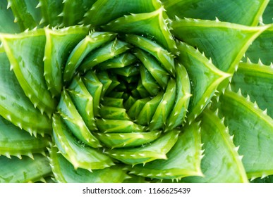 Top View of Spiral Aloe.Aloe polyphylla closeup wiew.