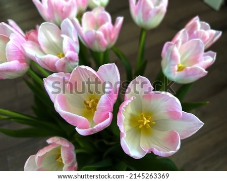 top view of spring white with pink tulips . High quality photo
