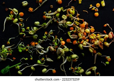 Top view of sprouted lentils, beans, mung bean, peas, radishes, flax, sunflower on black background. vegan, raw food diet