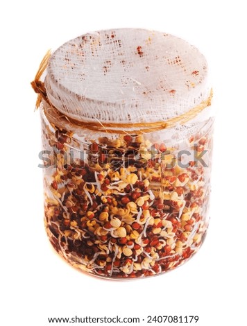 Top View of Sprouting Radish Seeds Growing in a Glass Jar Isolated on White Background