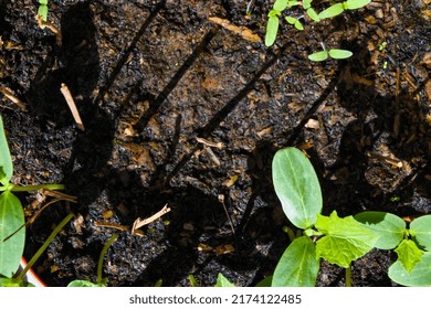top view of sprouts of cucumber plant thriving in moist fertile soil	