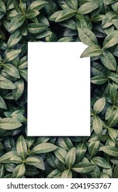 Top view of square frame, creative layout of tropical plants and periwinkle leaves with sheet of paper. Form for invitation card.  - Shutterstock ID 2041953767