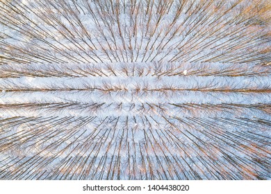 Top view of straight rows of bare trees on a sunny winter day