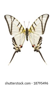 Eurytides Agesilaus Shortlined Kiteswallowtail Stock Photo 33549826 ...