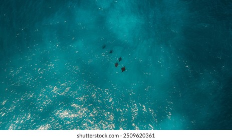 Top view of swarms of manta rays in the ocean - Powered by Shutterstock