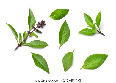 Top view of Sweet Basil leaf and flowerwith isolated on white background.