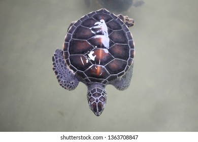 Top View Of Swimming Young Small Green Sea Turtle In Sea Water. Cute Sea Turtle Closeup. Marine Species In Wild Nature Backgrounds, Growth Farming Animal National Geographic