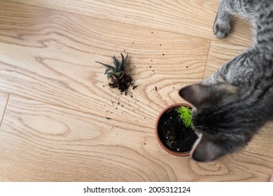 Top View Of Tabby Grey Kitten Broken The House Plant And Makes Mess With Ground On The Floor. Naughty Playful Cat. Pet Problems At Home. Smashed Down Houseplant By Pet