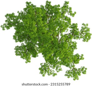 Top view of Taxodium Distichum tree - Powered by Shutterstock