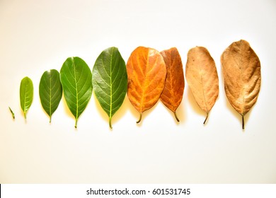 Top view of tender to old leaves arranged sequentially - concept of life and aging. Phases of life - childhood, adolescence, adulthood and old age. Health of skin and skin care concept. 