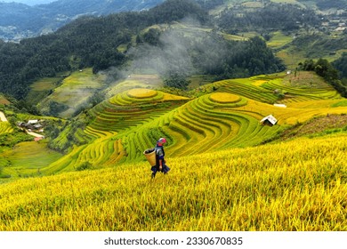Top view of terrace rice field with old hut at countryside in mu cang chai near Sapa city, vietnam,
