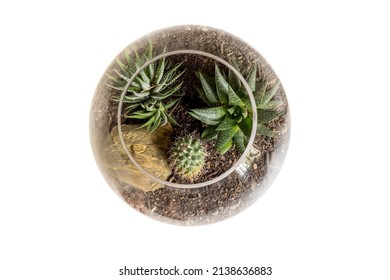 top view of terrarium with cacti isolated on white - Powered by Shutterstock