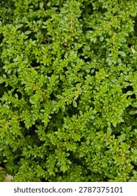 Top view texture of dense tiny green leaves of Pilea microphylla in the garden