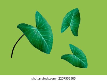 8,858 Colocasia leaf Images, Stock Photos & Vectors | Shutterstock