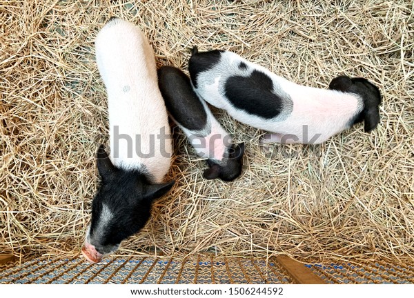 Top View Three Little Black White Animals Wildlife Nature Stock