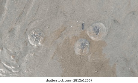 Top view of three sand dollar echinoderms lying on the wet coastal beach sand after the tide goes out.