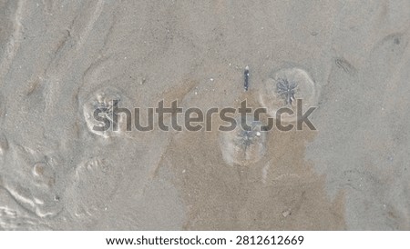 Top view of three sand dollar echinoderms lying on the wet coastal beach sand after the tide goes out.