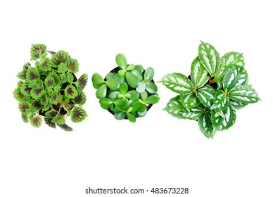 Top View Of Three Small Plant In Black Pot On Isolated White Background