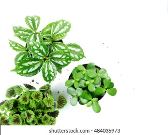 Top View Of Three Small Plant Pots Over White Background With Soil And Copy Space.