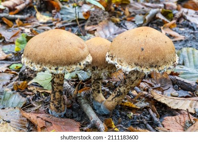 Top view of three Weeping Widow mushrooms (lacrymaria lacrymabunda) in a dark spot in the Westerpark in Zoetermeer
